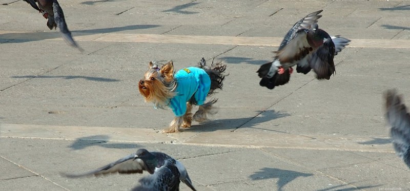 Living with Both Dogs and Pigeons: A Guide to Harmony