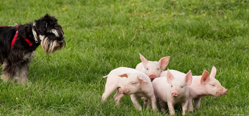 Can Dogs and Pigs Coexist? Understanding the Risks & Tips for Safe Co‑habitation