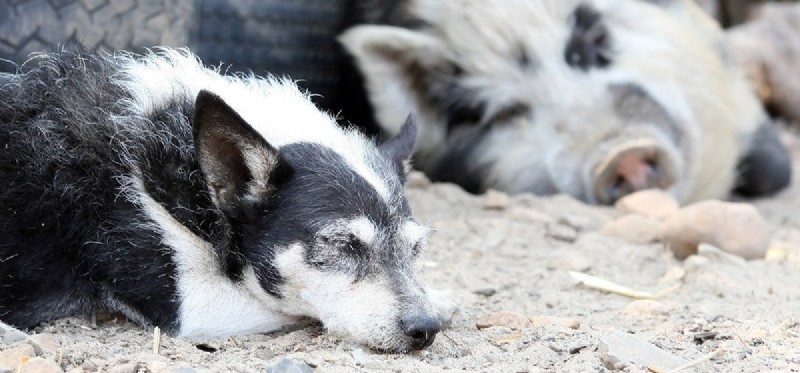 Can Dogs and Pigs Coexist? Understanding the Risks & Tips for Safe Co‑habitation