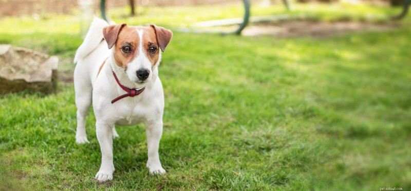 Can Dogs and Pigs Coexist? Understanding the Risks & Tips for Safe Co‑habitation