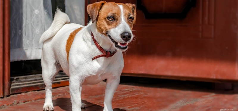 Can Dogs Survive Rabies? Understanding Symptoms and Outcomes