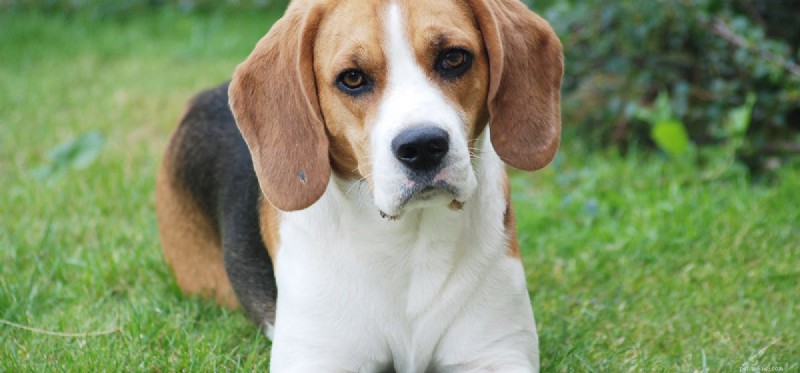 Can Dogs Survive Rabies? Understanding Symptoms and Outcomes
