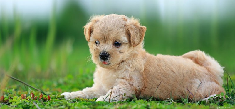 Can Dogs Survive Rabies? Understanding Symptoms and Outcomes