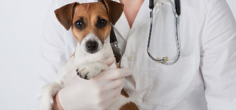 Can Dogs Cope with Renal Failure? Understanding Treatment & Care
