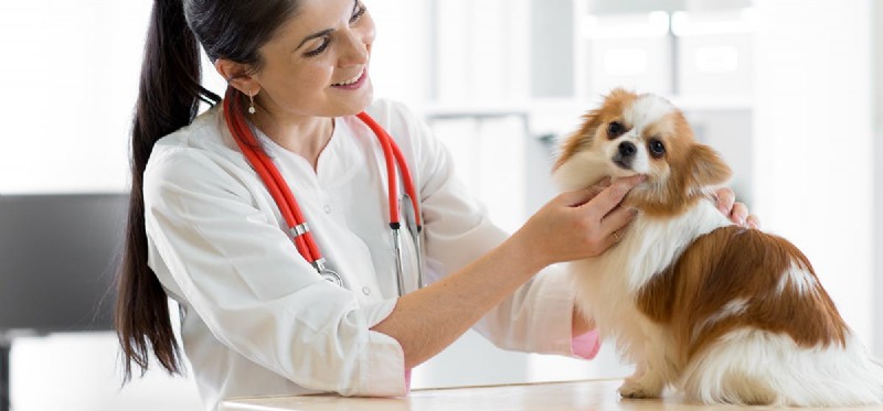 Can Dogs Cope with Renal Failure? Understanding Treatment & Care