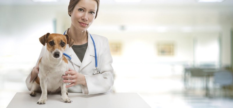 Can Dogs Cope with Renal Failure? Understanding Treatment & Care