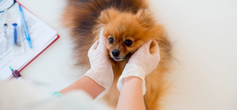 Can Dogs Cope with Renal Failure? Understanding Treatment & Care