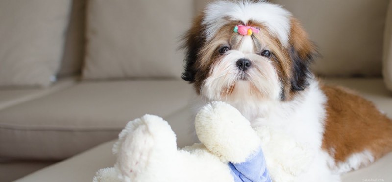 Can Dogs and Sugar Gliders Coexist? Expert Tips for Harmony