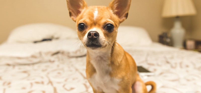 Can Dogs and Sugar Gliders Coexist? Expert Tips for Harmony