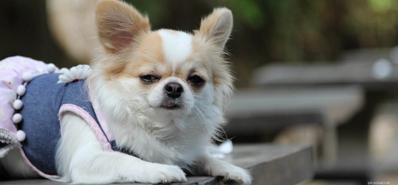 Can Dogs and Turkeys Coexist? Expert Tips for Harmony