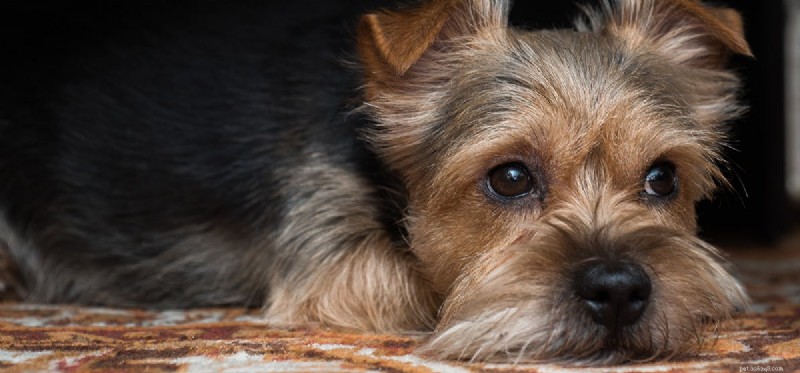 Can Dogs and Turkeys Coexist? Expert Tips for Harmony