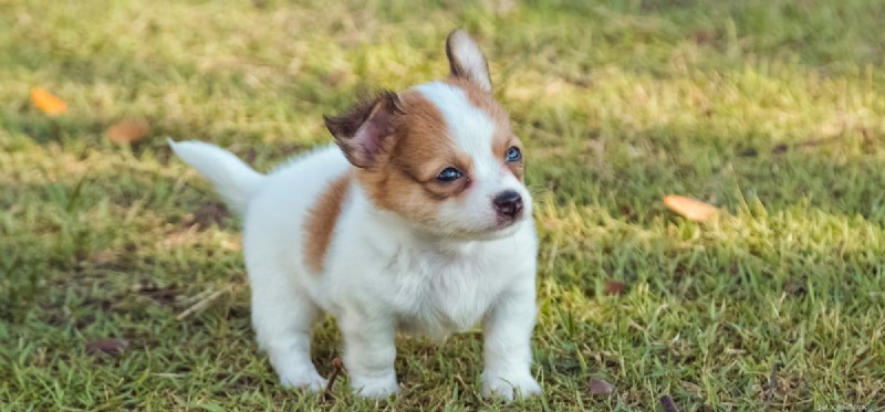 Do Dogs Lose Adult Teeth? Understanding Causes & Prevention
