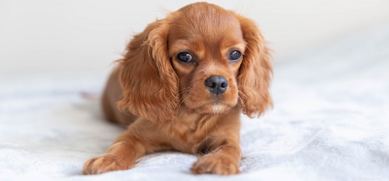 Do Dogs Lose Adult Teeth? Understanding Causes & Prevention