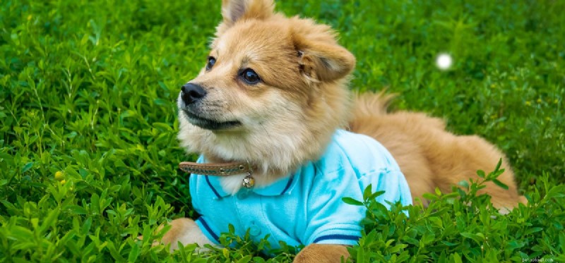 Do Dogs Lose Adult Teeth? Understanding Causes & Prevention