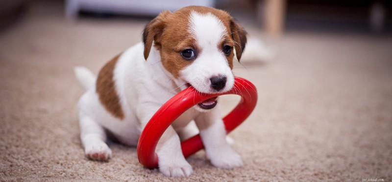 Do Dogs Lose Adult Teeth? Understanding Causes & Prevention