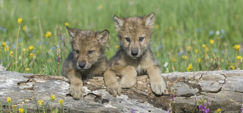 Do Dogs and Wolves Reproduce? Understanding Canine-Wolf Hybridization