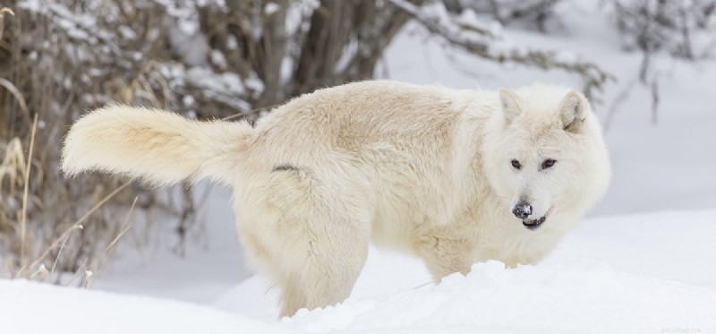 Do Dogs and Wolves Reproduce? Understanding Canine-Wolf Hybridization