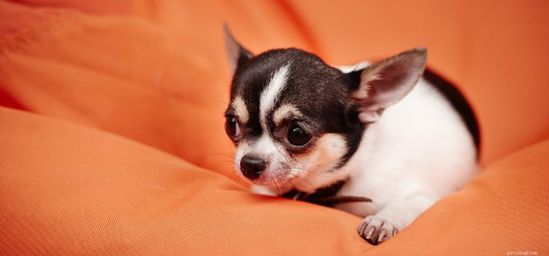 Understanding and Preventing Nail Infections in Dogs