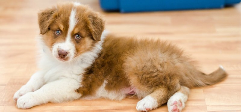 Understanding and Preventing Nail Infections in Dogs