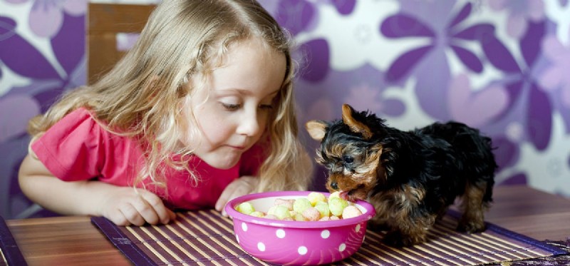 Understanding and Preventing Nail Infections in Dogs