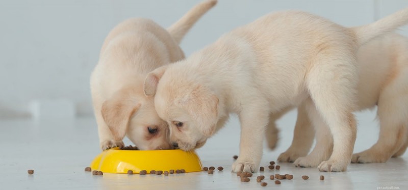 Are Dogs Really Carnivores? The Truth About Meat in Their Diet