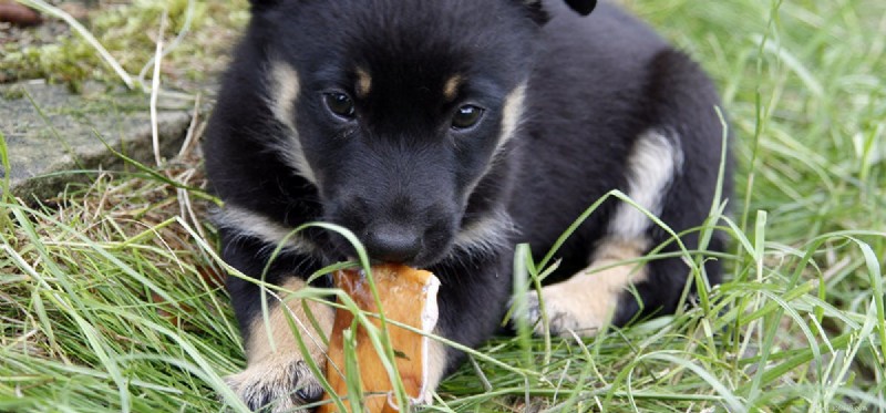 Are Dogs Really Carnivores? The Truth About Meat in Their Diet