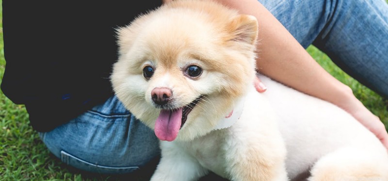 Do Dogs Truly Only Hear Vowels? Exploring Canine Hearing and Training