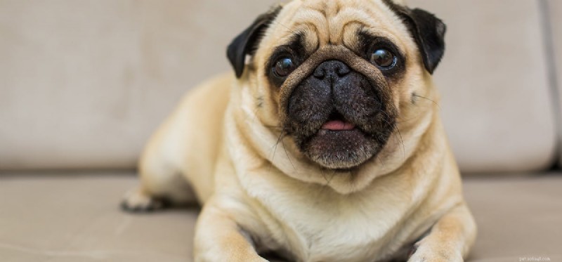 Melatonin in Dogs: Safe Use and Overdose Risks