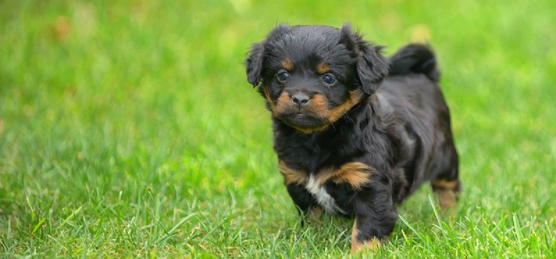 Melatonin in Dogs: Safe Use and Overdose Risks