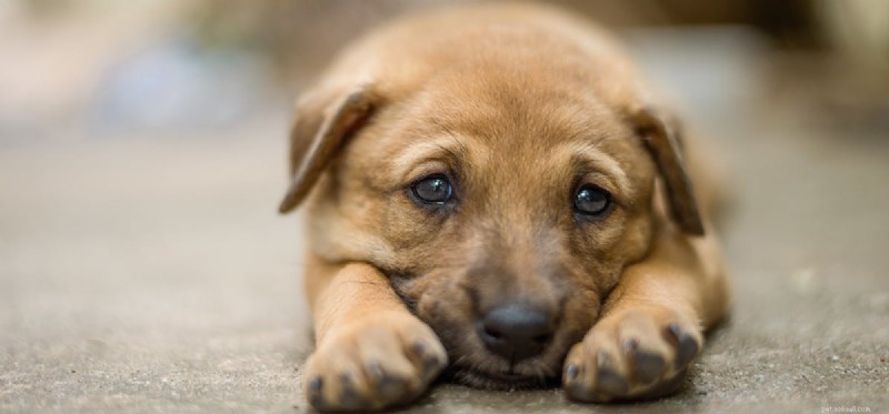 Melatonin in Dogs: Safe Use and Overdose Risks