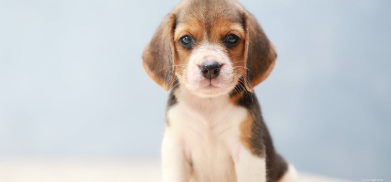 Melatonin in Dogs: Safe Use and Overdose Risks