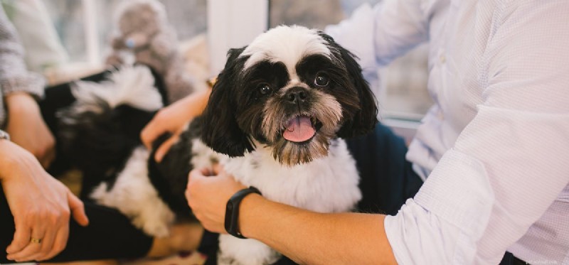 Can Dogs Truly Read Your Mind? Exploring the Science Behind Canine Intuition
