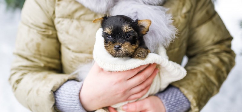 How Well Do Dogs Read Human Emotions?