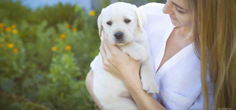 How Well Do Dogs Read Human Emotions?