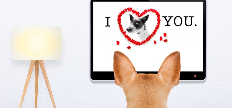 Do Dogs Really Recognize Animals on TV? Science Behind Their Reactions