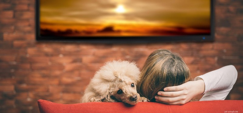 Do Dogs Really Recognize Animals on TV? Science Behind Their Reactions