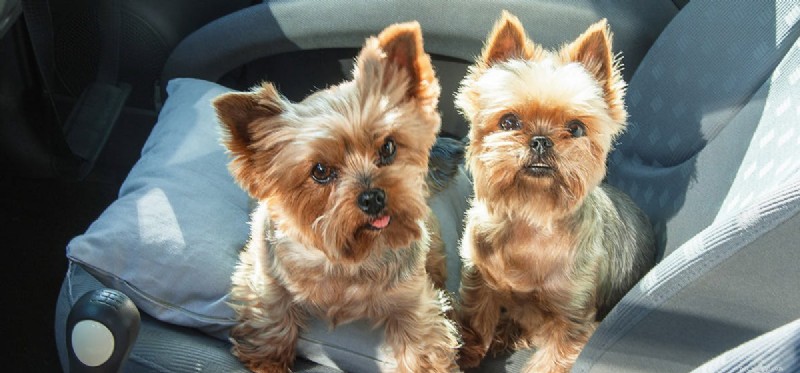 How Dogs Recognize Cars: The Science Behind Their Insight