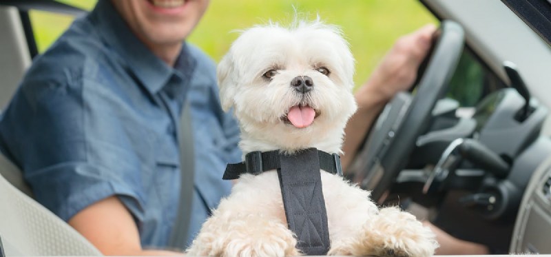 How Dogs Recognize Cars: The Science Behind Their Insight