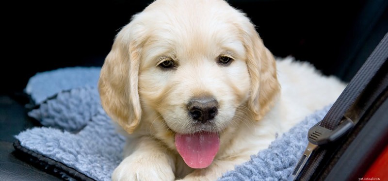 How Dogs Recognize Cars: The Science Behind Their Insight