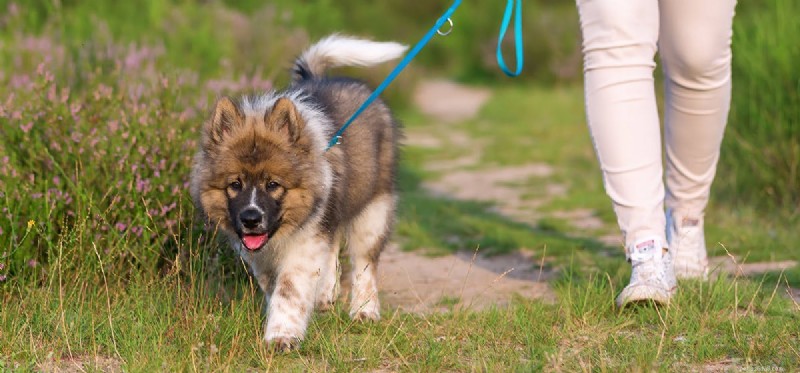 Do Dogs Truly Recognize Your Footsteps? Exploring Their Advanced Auditory Perception