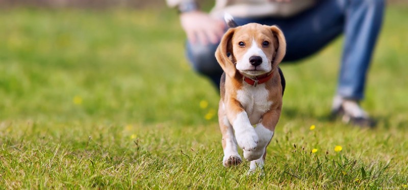Do Dogs Truly Recognize Your Footsteps? Exploring Their Advanced Auditory Perception