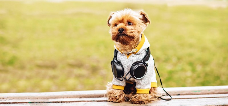 Do Dogs Truly Hear Music? A Scientific Review