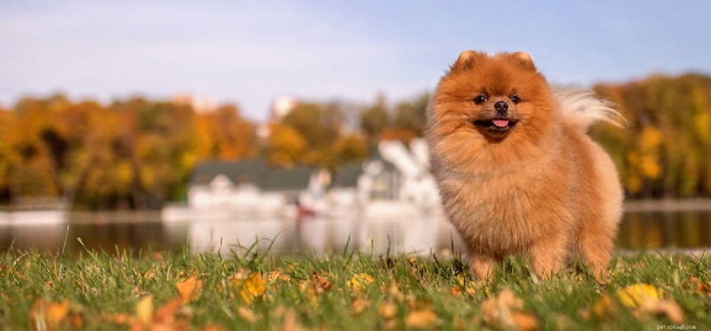 Do Dogs Truly Recognize Your Footsteps? Exploring Their Advanced Auditory Perception