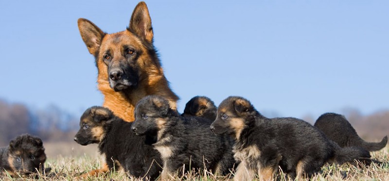 Can Dogs Remember Their Mother? Expert Insights