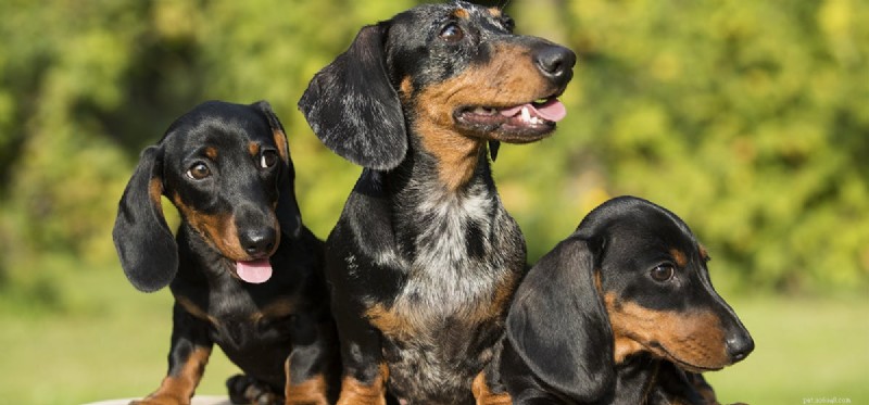 Can Dogs Remember Their Mother? Expert Insights