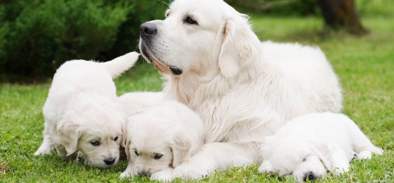 Can Dogs Remember Their Mother? Expert Insights