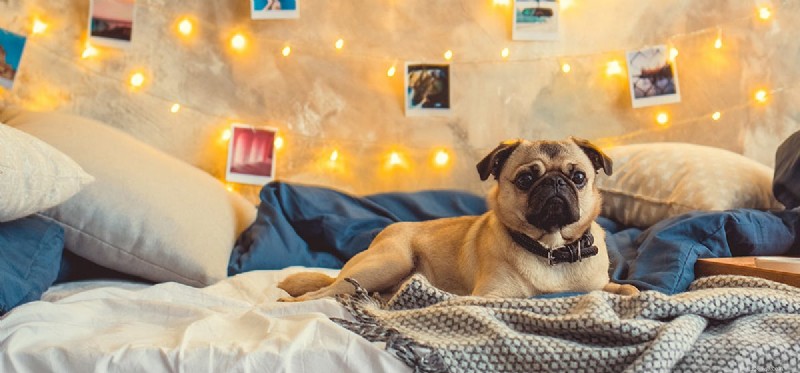 Do Dogs Recognize Their Owners in Photos? The Science Behind It