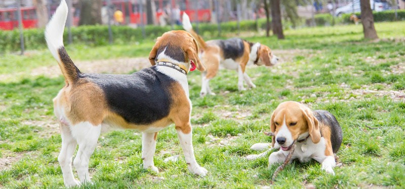 Do Dogs Detect Their Own Poop? The Science Behind Canine Smell