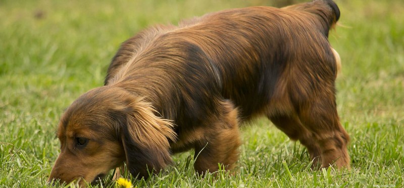 Do Dogs Detect Their Own Poop? The Science Behind Canine Smell