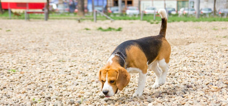 Do Dogs Detect Their Own Poop? The Science Behind Canine Smell
